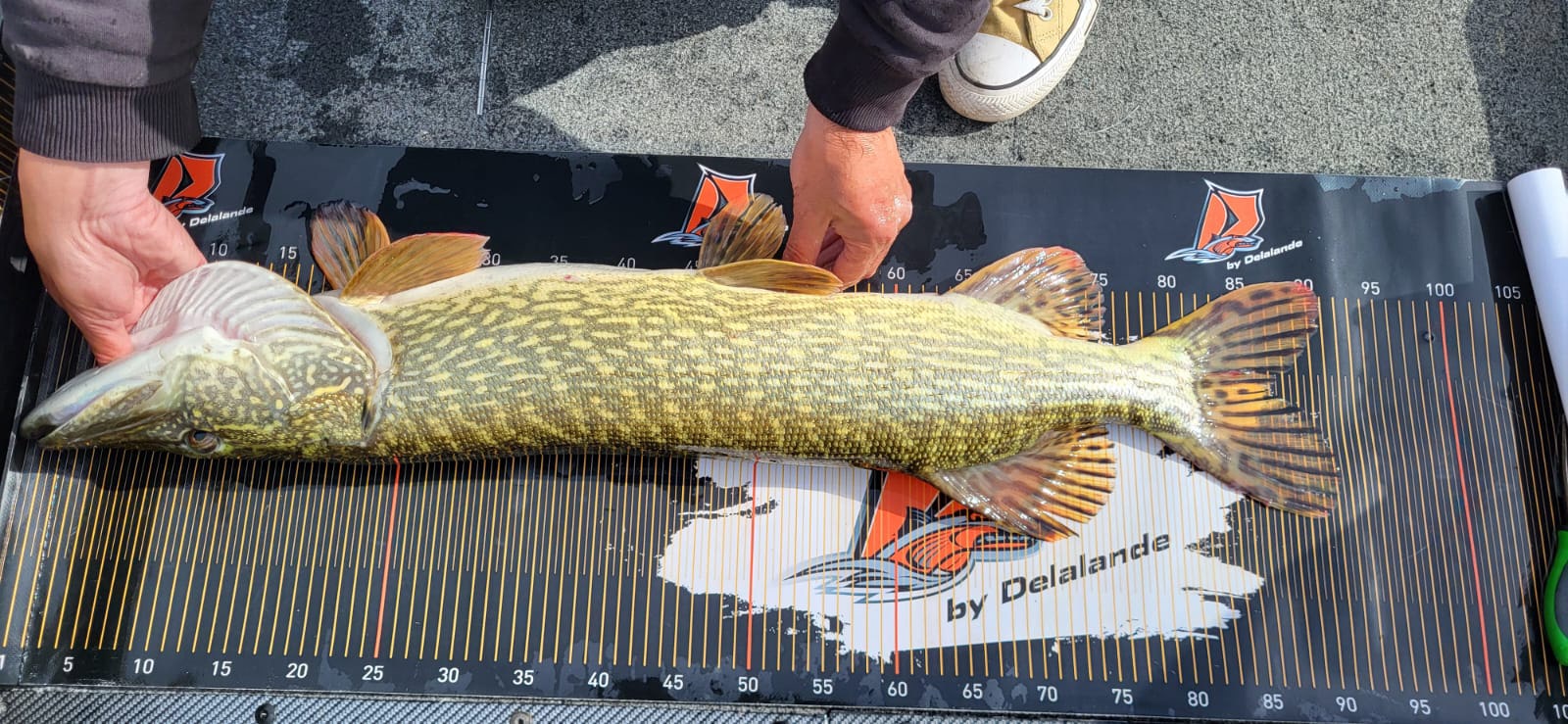 Un brochet mesurant 90 cm et qui est mesuré sur une toise Delalande Pêche