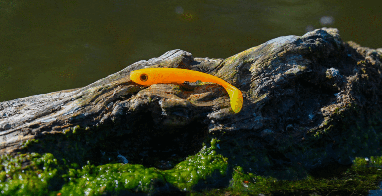 Leurre souple Slim Minnow de la marque Delalande, de couleur orange vif et jaune, posé sur une branche de bois flotté couverte de mousse verte, en bordure d’un plan d’eau