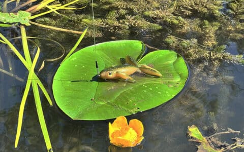 🐸 Froggy 2026 : La nouvelle grenouille en matière flottante