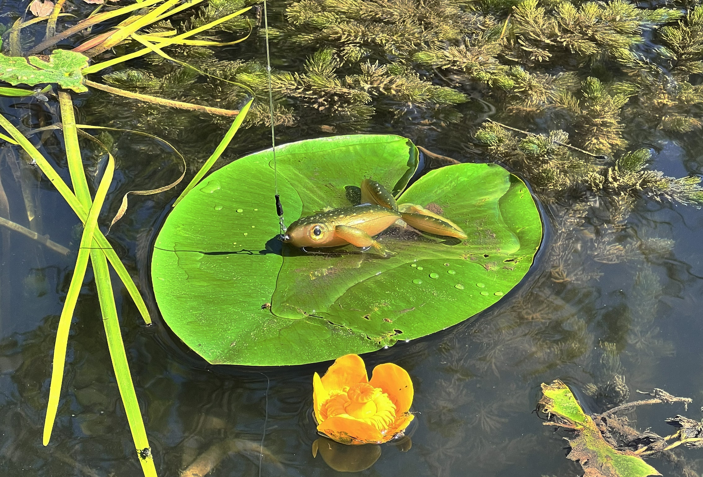 🐸 Froggy 2026 : La nouvelle grenouille en matière flottante