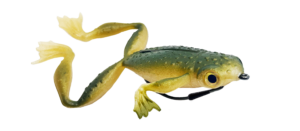 Tropical Green - 688