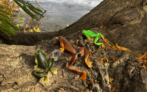 Froggy 2026: Die Revolution der schwimmenden Froschköder