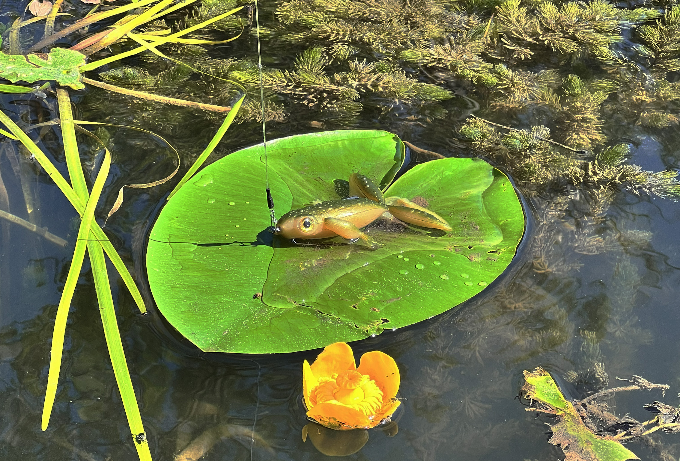 Hechtangeln in Seerosen mit dem Froggy Köder